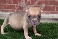 Jill, a male American Bully for sale in Murfreesboro, TN – 2 of 4