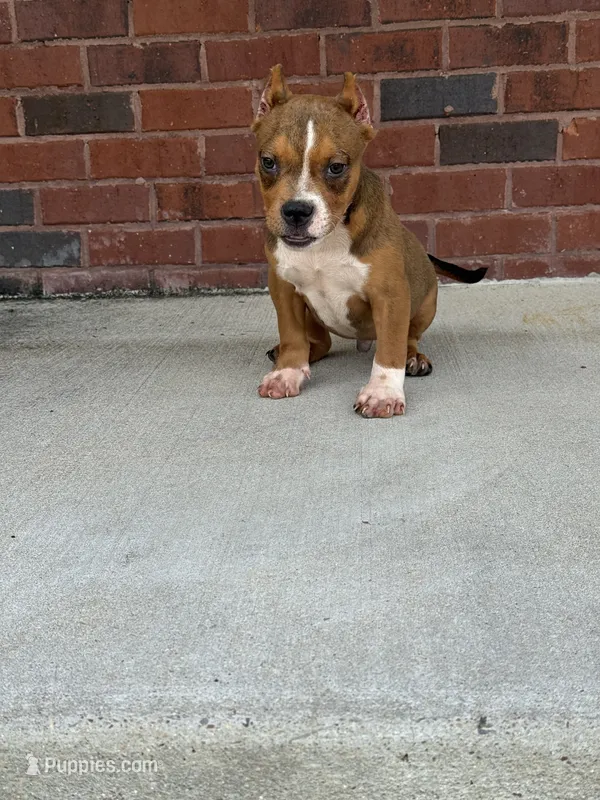 Gotti – American Bully puppy for sale in Murfreesboro, TN