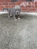 Cube , a male American Bully for sale in Murfreesboro, TN – 3 of 3