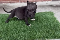 Jack , a male American Bully for sale in Murfreesboro, TN – 5 of 5