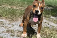Glizz, a male American Bully for sale in Murfreesboro, TN – 2 of 5