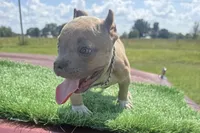 Jill, a male American Bully for sale in Murfreesboro, TN – 1 of 4