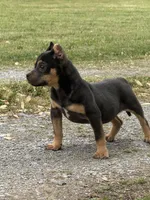 Ziggy , a male American Bully for sale in Murfreesboro, TN – 2 of 5