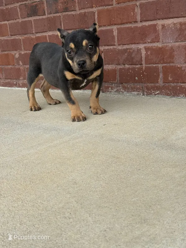 Ziggy  – American Bully puppy for sale in Murfreesboro, TN