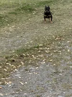 Ziggy , a male American Bully for sale in Murfreesboro, TN – 4 of 5