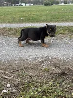 Ziggy , a male American Bully for sale in Murfreesboro, TN – Photo 3 of 5