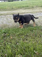 Ziggy , a male American Bully for sale in Murfreesboro, TN – Photo 4 of 5