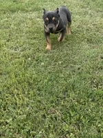 Ziggy , a male American Bully for sale in Murfreesboro, TN – 5 of 5