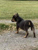 Ziggy , a male American Bully for sale in Murfreesboro, TN – 3 of 5