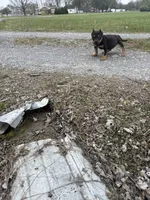 Ziggy , a male American Bully for sale in Murfreesboro, TN – Photo 5 of 5