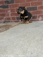 Ziggy , a male American Bully for sale in Murfreesboro, TN – Photo 2 of 5