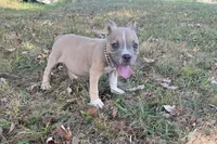 Scooter , a male American Bully for sale in Murfreesboro, TN – 2 of 3