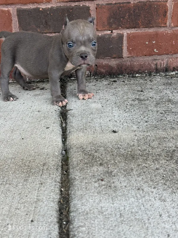 Cube  – American Bully puppy for sale in Murfreesboro, TN