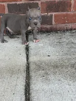 Cube , a male American Bully for sale in Murfreesboro, TN – 1 of 3