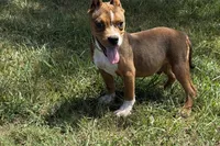Glizz, a male American Bully for sale in Murfreesboro, TN – 3 of 5