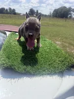 Sold‼️ Jigga , a male American Bully for sale in Murfreesboro, TN – 4 of 4