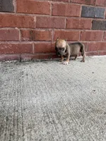 Vegas , a male American Bully for sale in Murfreesboro, TN – 3 of 3