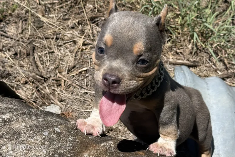 Jigga  – American Bully puppy for sale in Murfreesboro, TN
