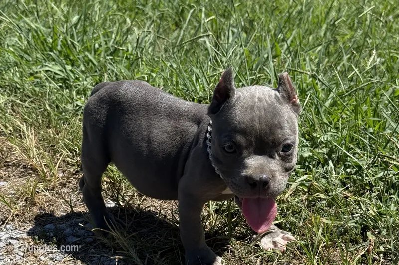 Cube  – American Bully puppy for sale in Murfreesboro, TN