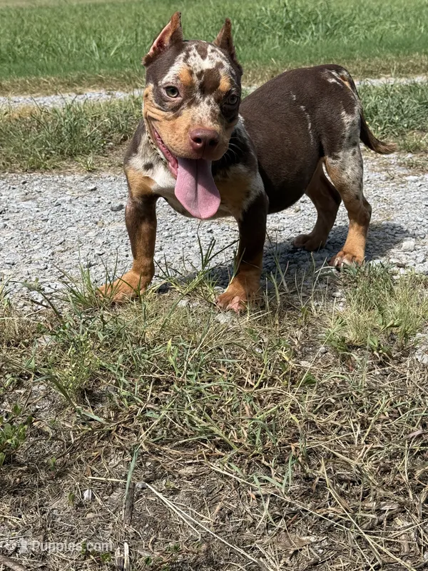 Butter cup  – American Bully puppy for sale in Murfreesboro, TN