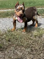 Butter cup , a female American Bully for sale in Murfreesboro, TN – 1 of 5