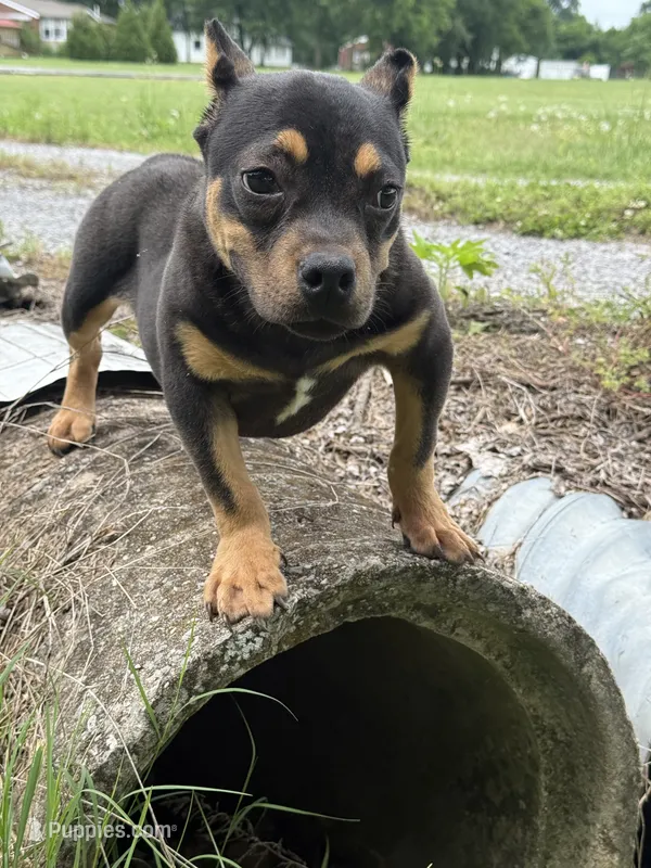 Ziggy  – American Bully puppy for sale in Murfreesboro, TN