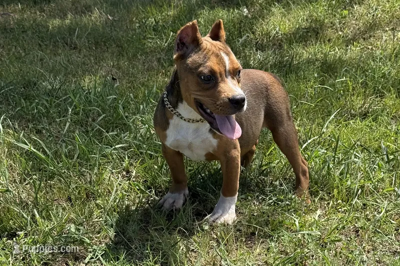 Glizz – American Bully puppy for sale in Murfreesboro, TN