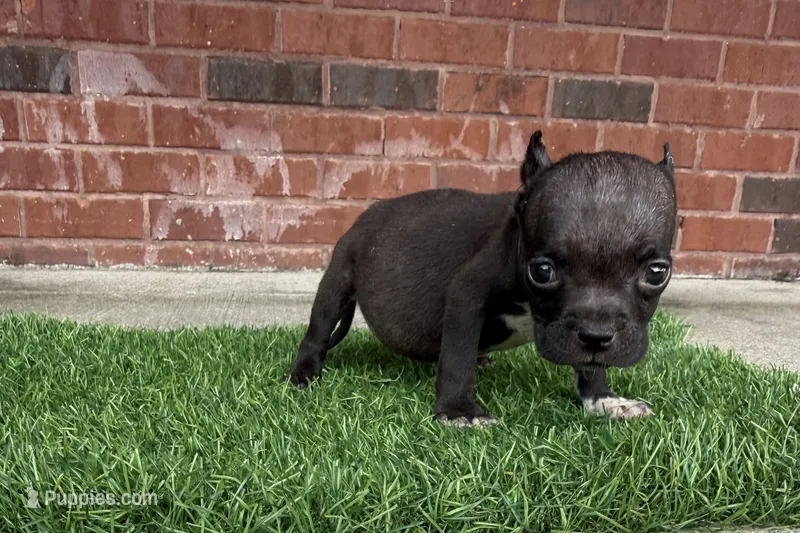 Jack  – American Bully puppy for sale in Murfreesboro, TN