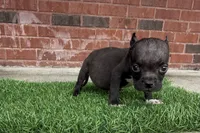 Jack , a male American Bully for sale in Murfreesboro, TN – 1 of 5