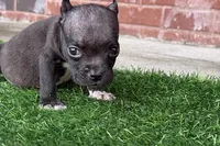 Jack , a male American Bully for sale in Murfreesboro, TN – 2 of 5