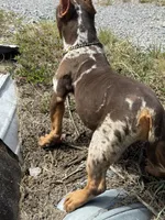 Butter cup , a female American Bully for sale in Murfreesboro, TN – 4 of 5