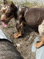 Butter cup , a female American Bully for sale in Murfreesboro, TN – 2 of 5