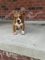 Gotti, a male American Bully for sale in Murfreesboro, TN – 2 of 4