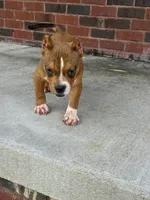 Gotti, a male American Bully for sale in Murfreesboro, TN – 4 of 4