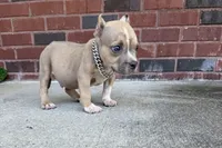 Scooter , a male American Bully for sale in Murfreesboro, TN – 4 of 4