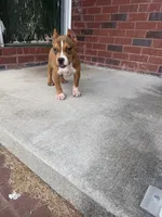 Glizz, a male American Bully for sale in Murfreesboro, TN – 3 of 3