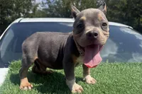 Sold‼️ Jigga , a male American Bully for sale in Murfreesboro, TN – 2 of 4