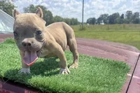 Jill, a male American Bully for sale in Murfreesboro, TN – 2 of 4