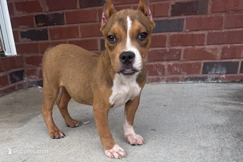 Gotti – American Bully puppy for sale in Murfreesboro, TN