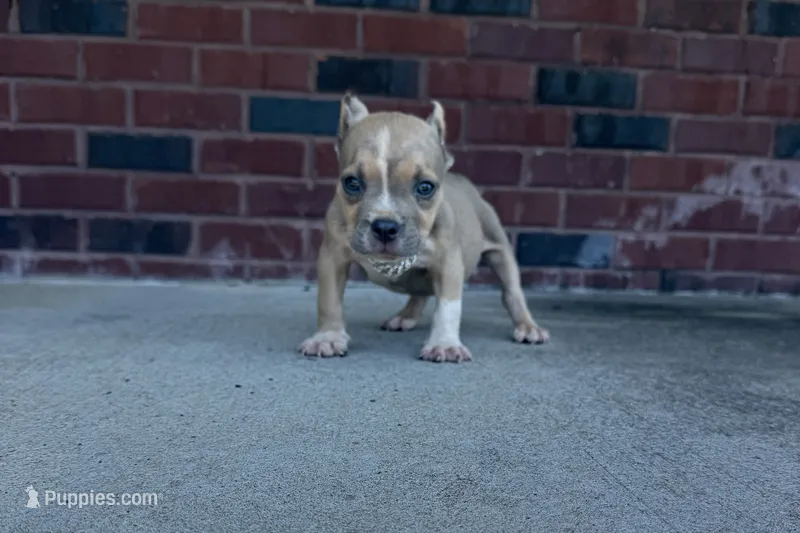 Scooter  – American Bully puppy for sale in Murfreesboro, TN