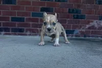 Scooter , a male American Bully for sale in Murfreesboro, TN – 1 of 4