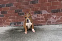 Glizz, a male American Bully for sale in Murfreesboro, TN – 1 of 3