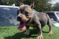 Sold‼️ Jigga , a male American Bully for sale in Murfreesboro, TN – 1 of 4
