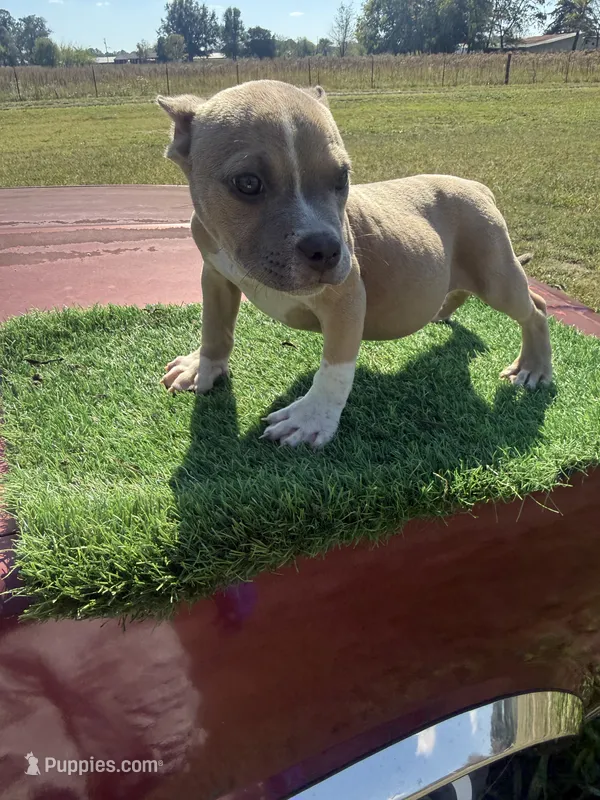 Scooter  – American Bully puppy for sale in Murfreesboro, TN
