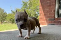 Scooter , a male American Bully for sale in Murfreesboro, TN – 3 of 4
