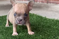 Jill, a female American Bully for sale in Murfreesboro, TN – 2 of 4