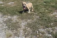 Scooter , a male American Bully for sale in Murfreesboro, TN – 3 of 3