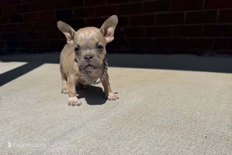 Jill – American Bully puppy for sale in Murfreesboro, TN
