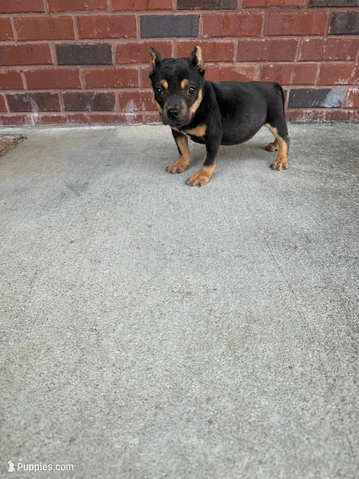 Ziggy  – American Bully puppy for sale in Murfreesboro, TN