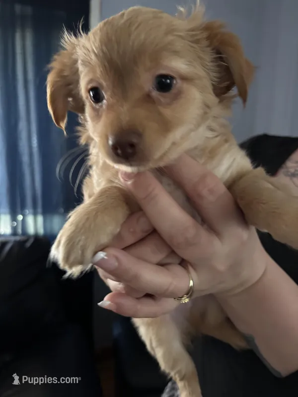 KJ,  – Chihuahua puppy for sale in East Hartford, CT